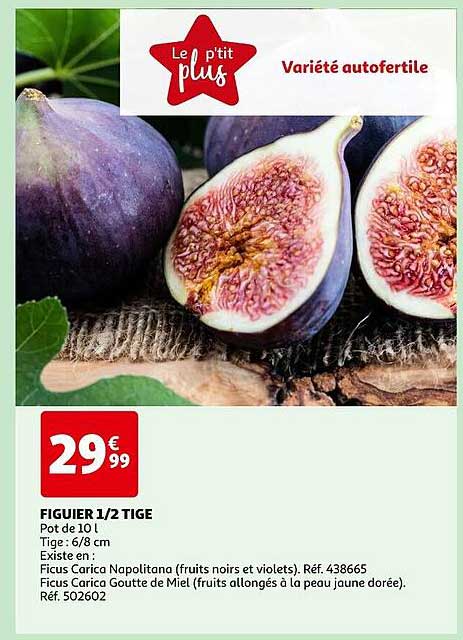 figuier 1/2 tige