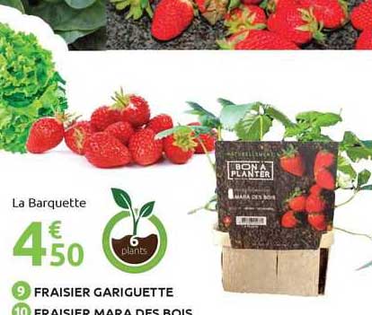 fraisier gariguette