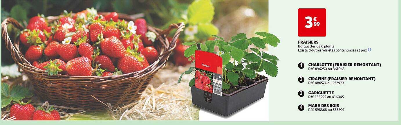 Fraisiers, Charlotte (fraisier Remontant), Cirafine (fraisier Remontant), Gariguette, Mara Des Bois