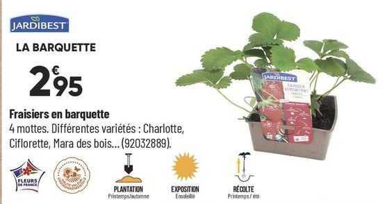 fraisiers en barquette jardibest