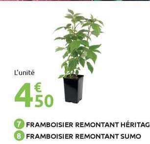 framboisier remontant héritage framboisier remontant sumo