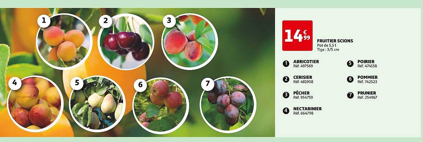 fruitier scions, abricotier, cerisier, pêcher, nectarinier, poirier, pommier, prunier