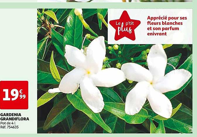 gardenia grandiflora