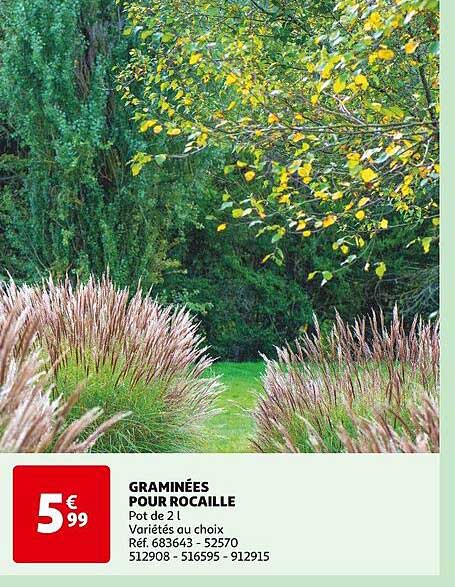 graminées pour rocaille