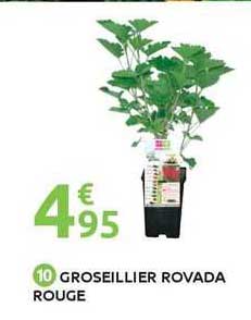 groseillier rovada rouge