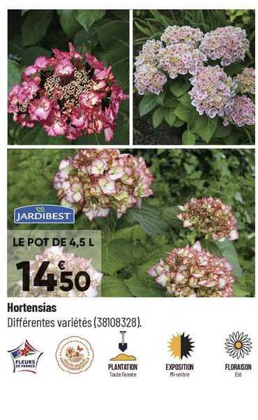 hortensias jardibest