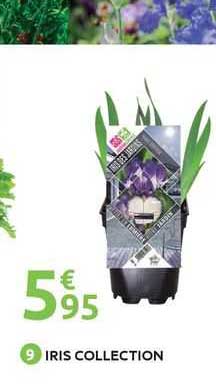 Iris Collection