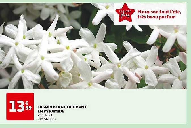 jasmin blanc odorant en pyramide