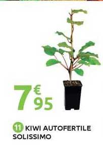 kiwi autofertile solissimo