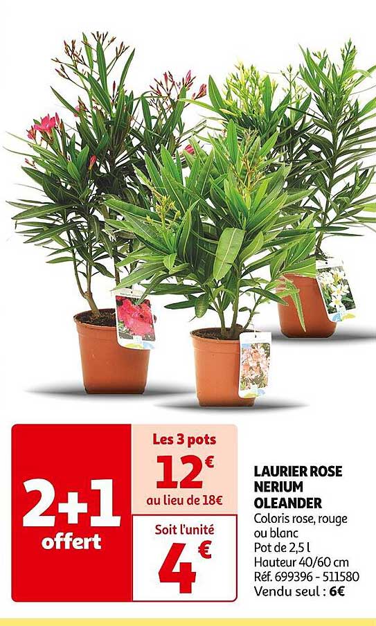 laurier rose nerium oleander