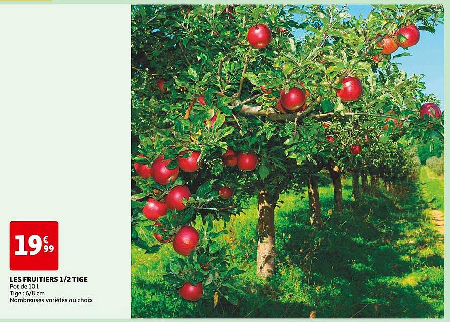 les fruitiers 1/2 tige