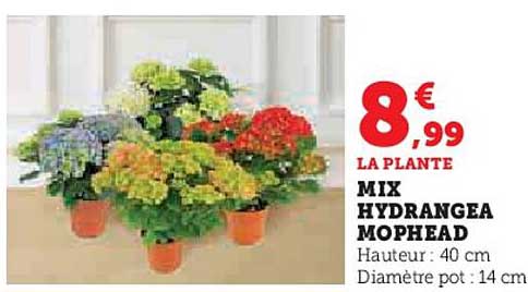Mix Hydrangea Mophead