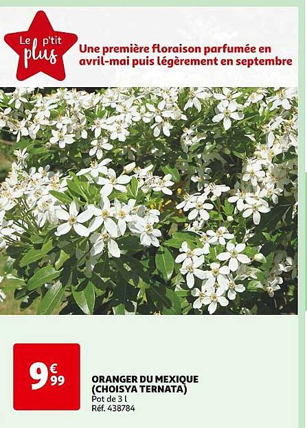 oranger du mexique (choisya ternata)