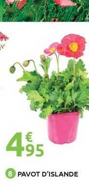 pavot d'islande