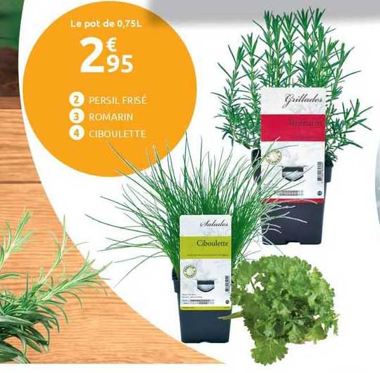 persil frisé romarin ciboulette