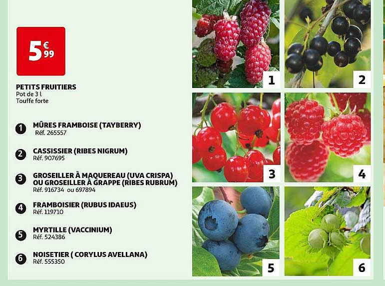 petits fruitiers : mûre framboise (tayberry), cassissier (ribes nigrum), groseiller à maquereau (uva crispa) ou groseiller  à grappe (ribes rubrum), framboisier (rubus idaeus), myrtille (vaccinium),