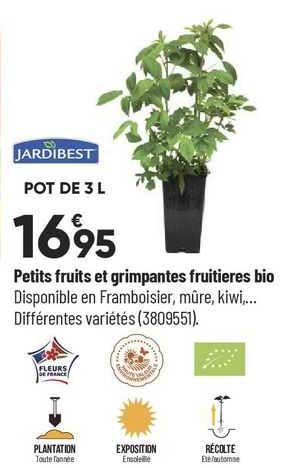 petits fruits et grimpantes fruitières bio jardibest