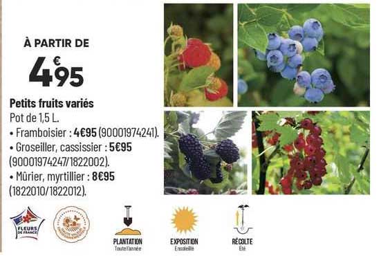 petits fruits variés