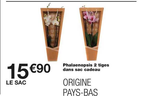 phalaenopsis 2 tiges dans sac cadeau