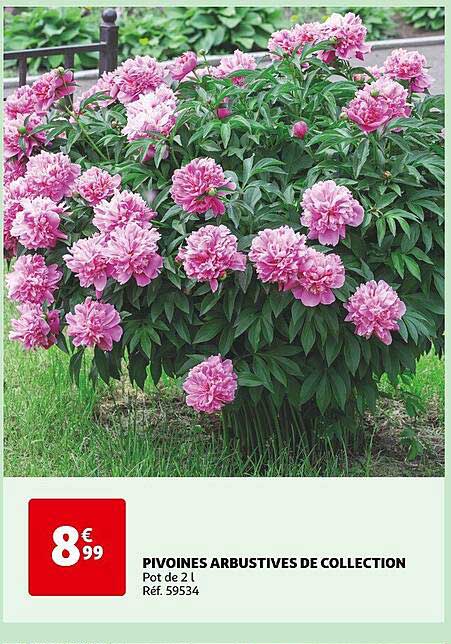 Pivoines Arbustives De Collection