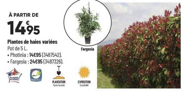 plantes de haies variées