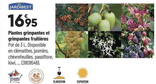 plantes grimpantes et grimpantes fruitières jardibest