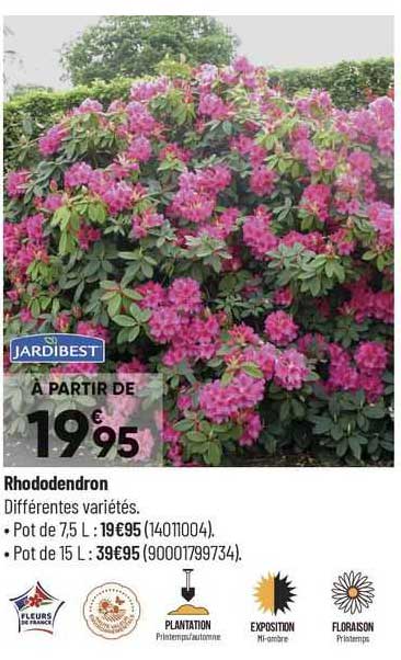 rhododendron jardibest