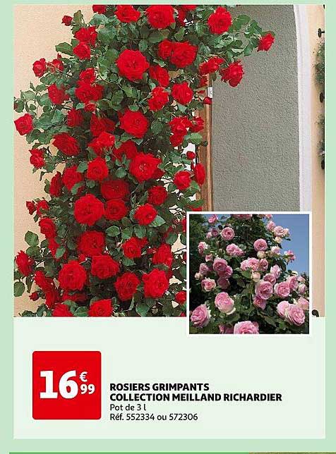 rosiers grimpants collection meilland richardier