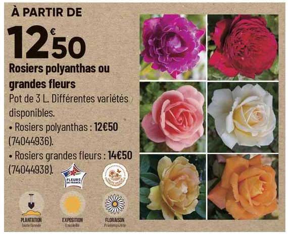 rosiers polyanthas ou grandes fleurs