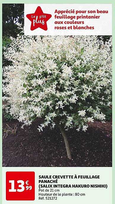 saule crevette à feuillage panaché (salix integra hakuro nishiki)