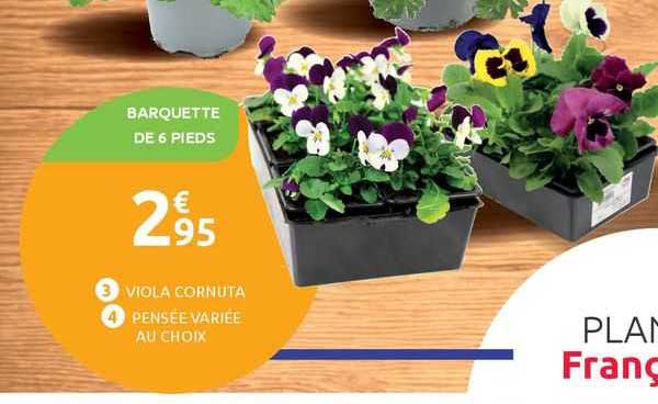 viola cornuta pensée variée au choix