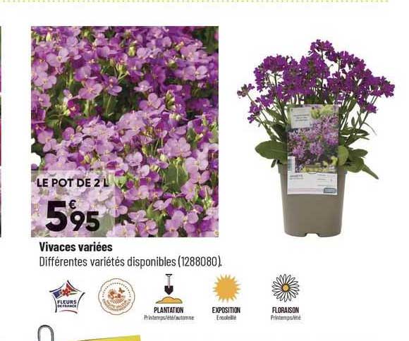 vivaces variées
