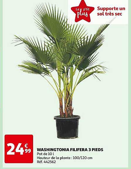 washingtonia filifera 3 pieds