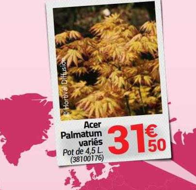 acer palmatum variés