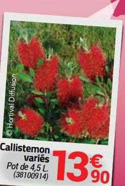 callistemon variés