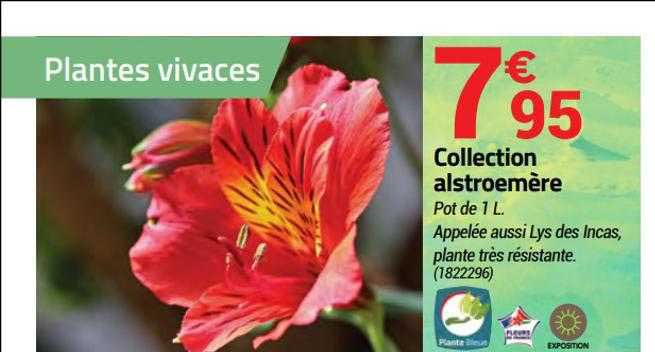 collection alstroemère