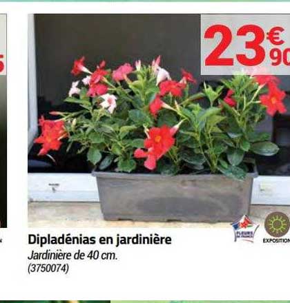 Dipladénias En Jardinière