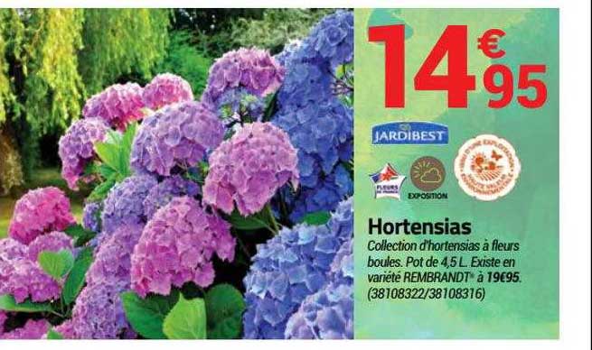 hortensias jardibest