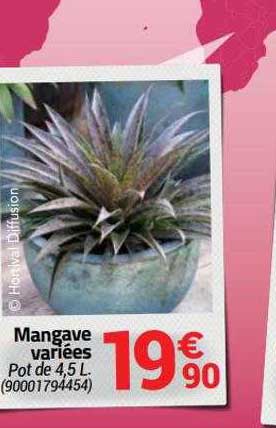 mangave variées