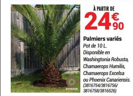 palmiers variés