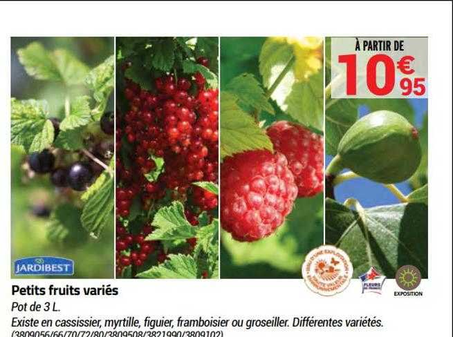 petits fruits variés jardibest