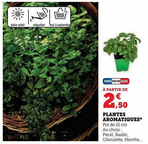 Plantes Aromatiques