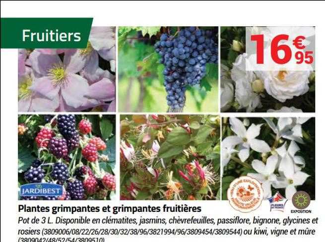 plantes grimpantes et grimpantes fruitières jardibest