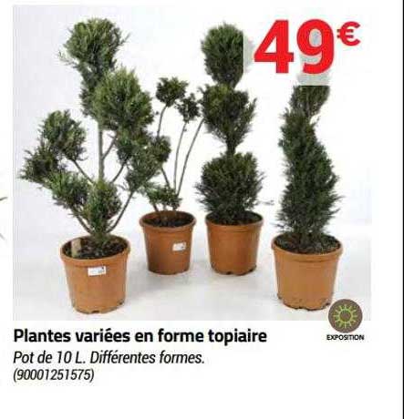 plantes variées en forme topiaire