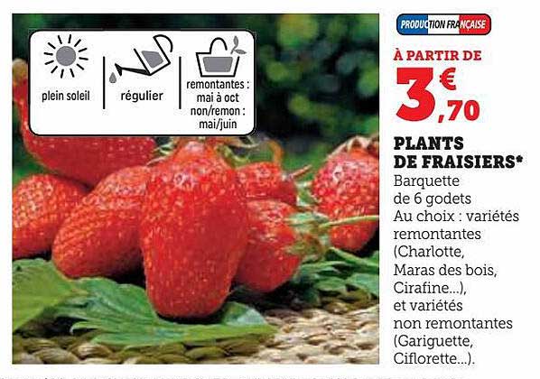 plants de fraisiers