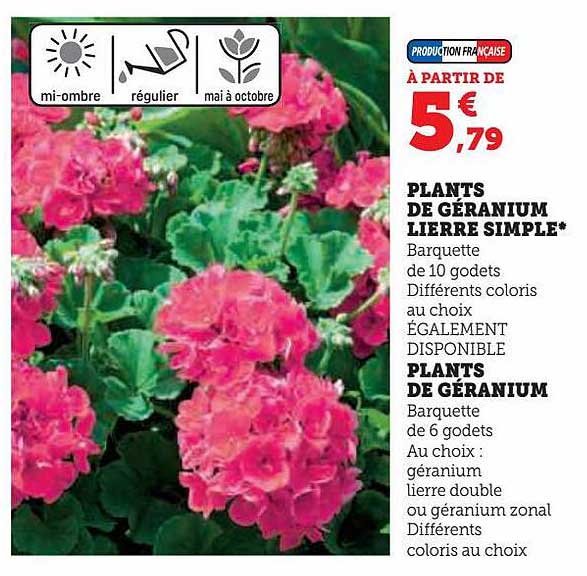 plants de géranium lierres simple, plants de géranium