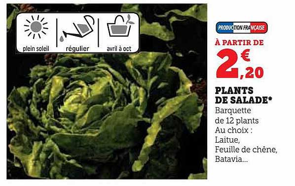 plants de salade