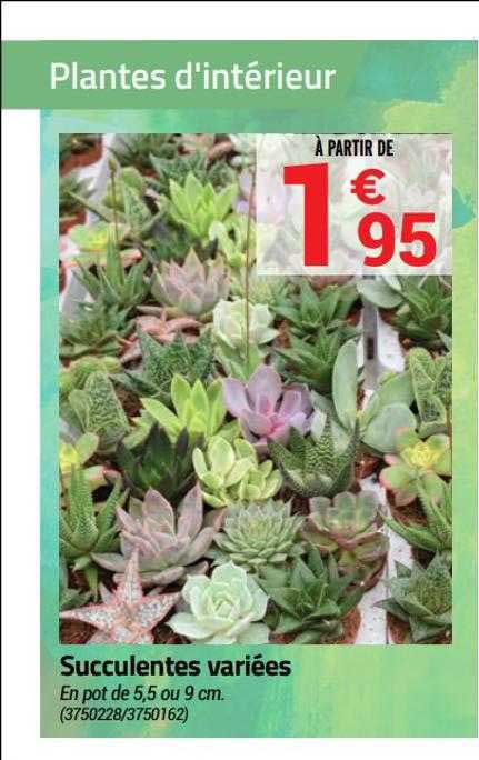succulentes variées