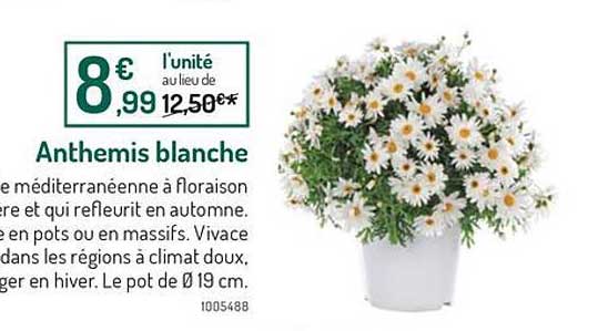 anthemis blanche