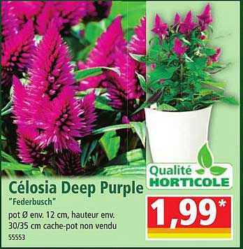 célosia deep purple "federbusch"